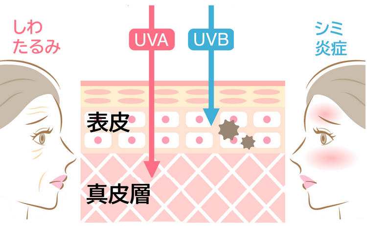 紫外線から肌を守る！紫外線リスクとケア | セラピア | 森ノ宮医療大学